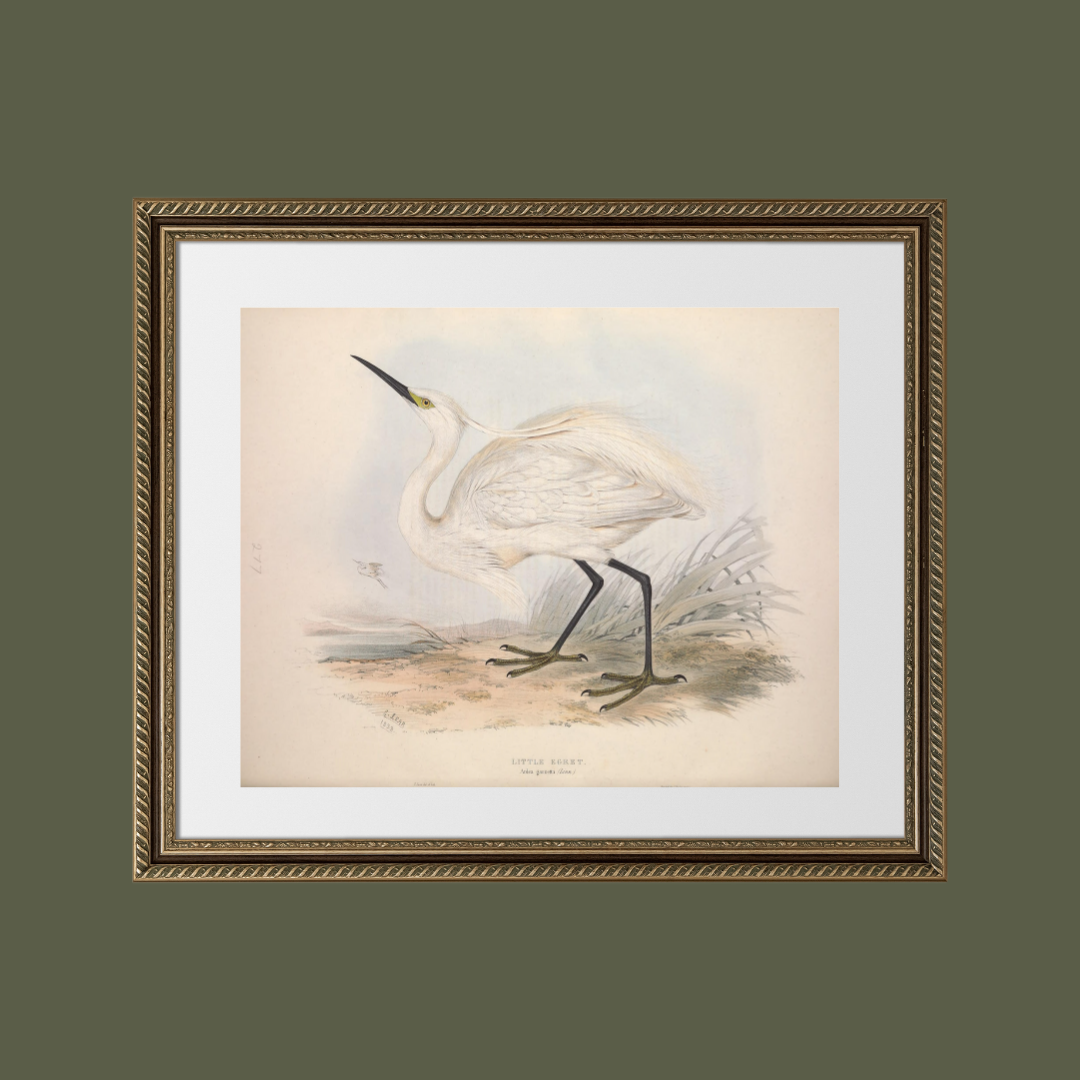 European Egret (Heron) II Antique Art Print