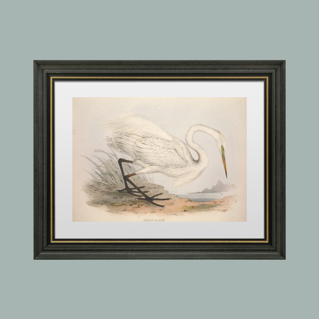 European Egret (Heron) Antique Art Print