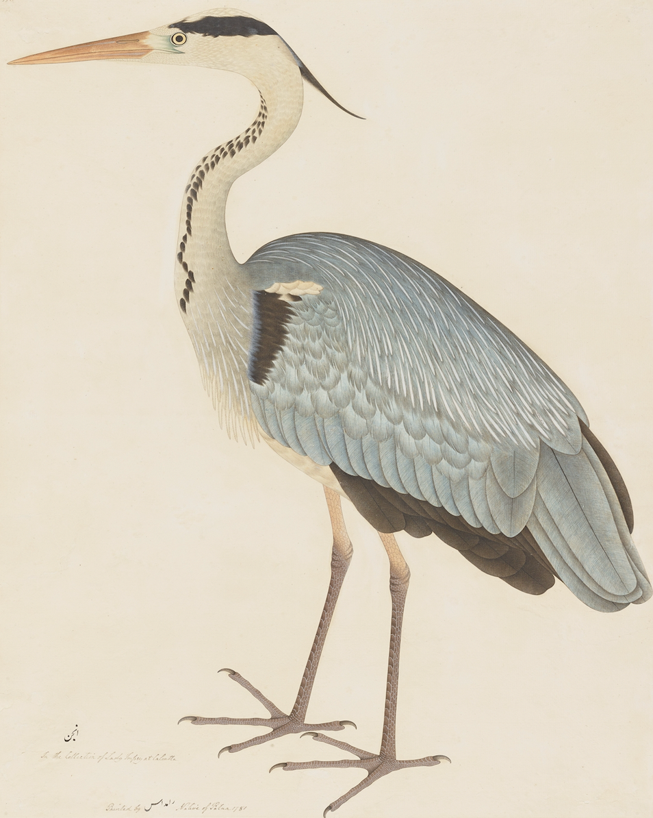 Grey Heron Art Print