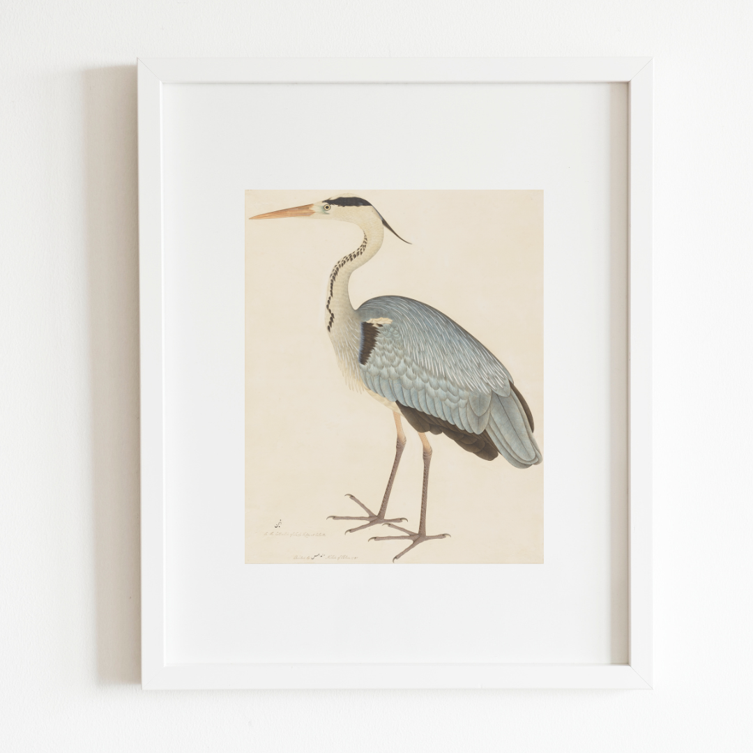 Grey Heron Art Print