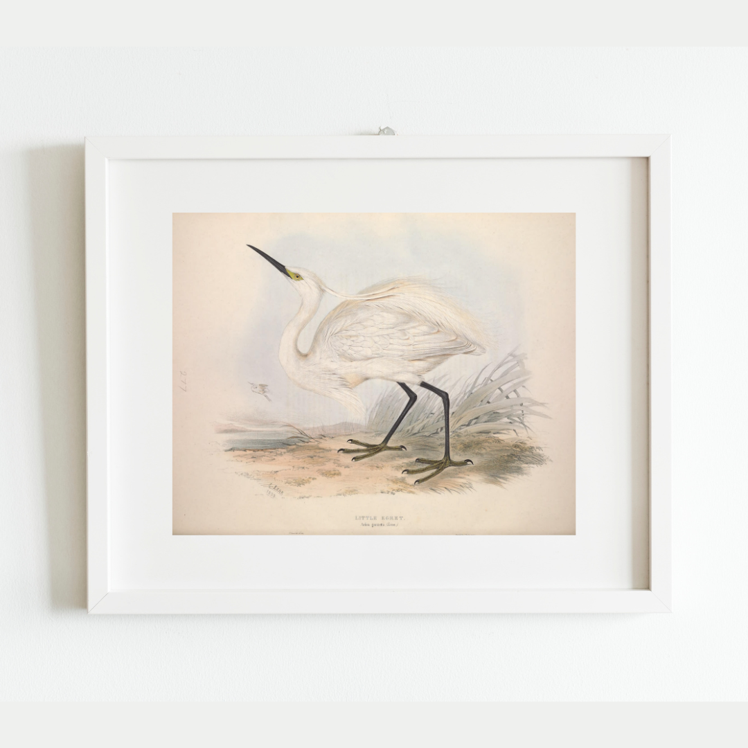 European Egret (Heron) II Antique Art Print