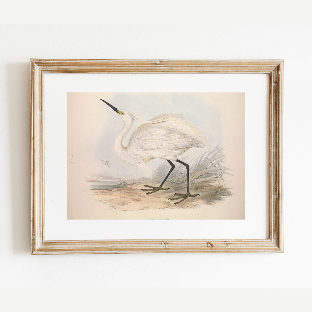 European Egret (Heron) II Antique Art Print