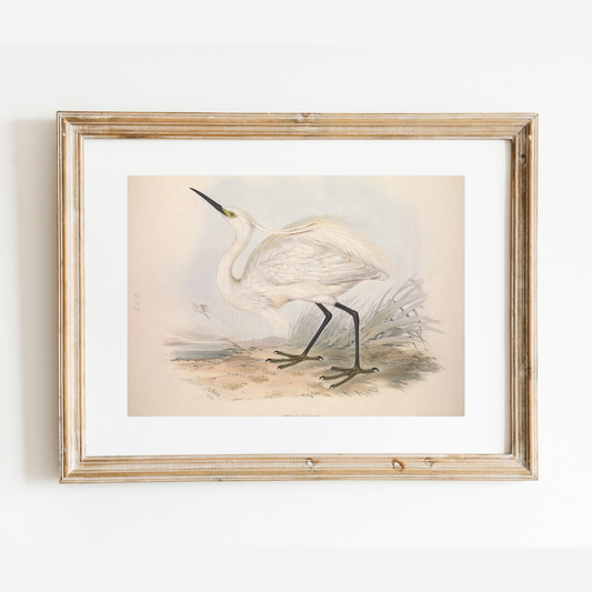 European Egret (Heron) II Antique Art Print