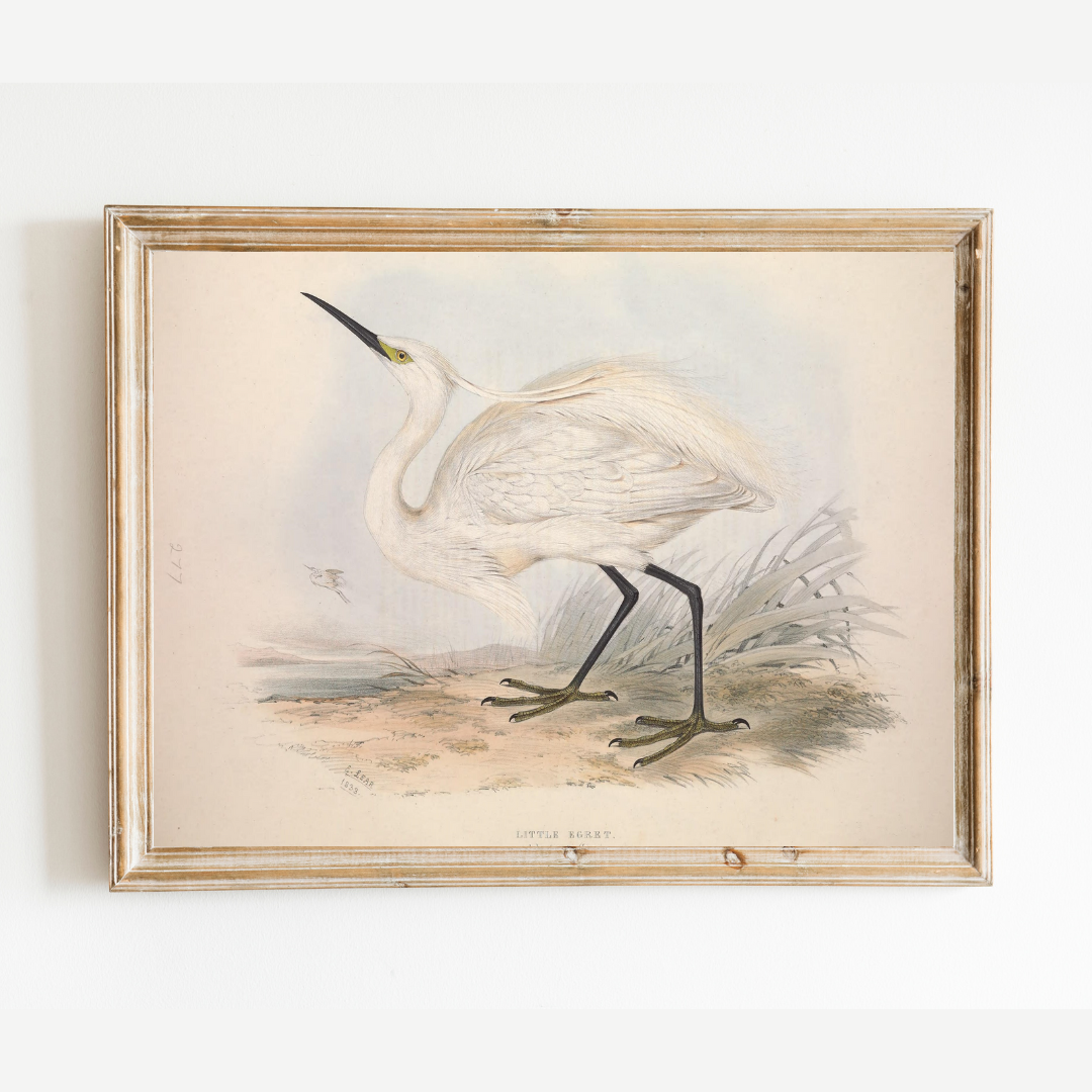 European Egret (Heron) II Antique Art Print