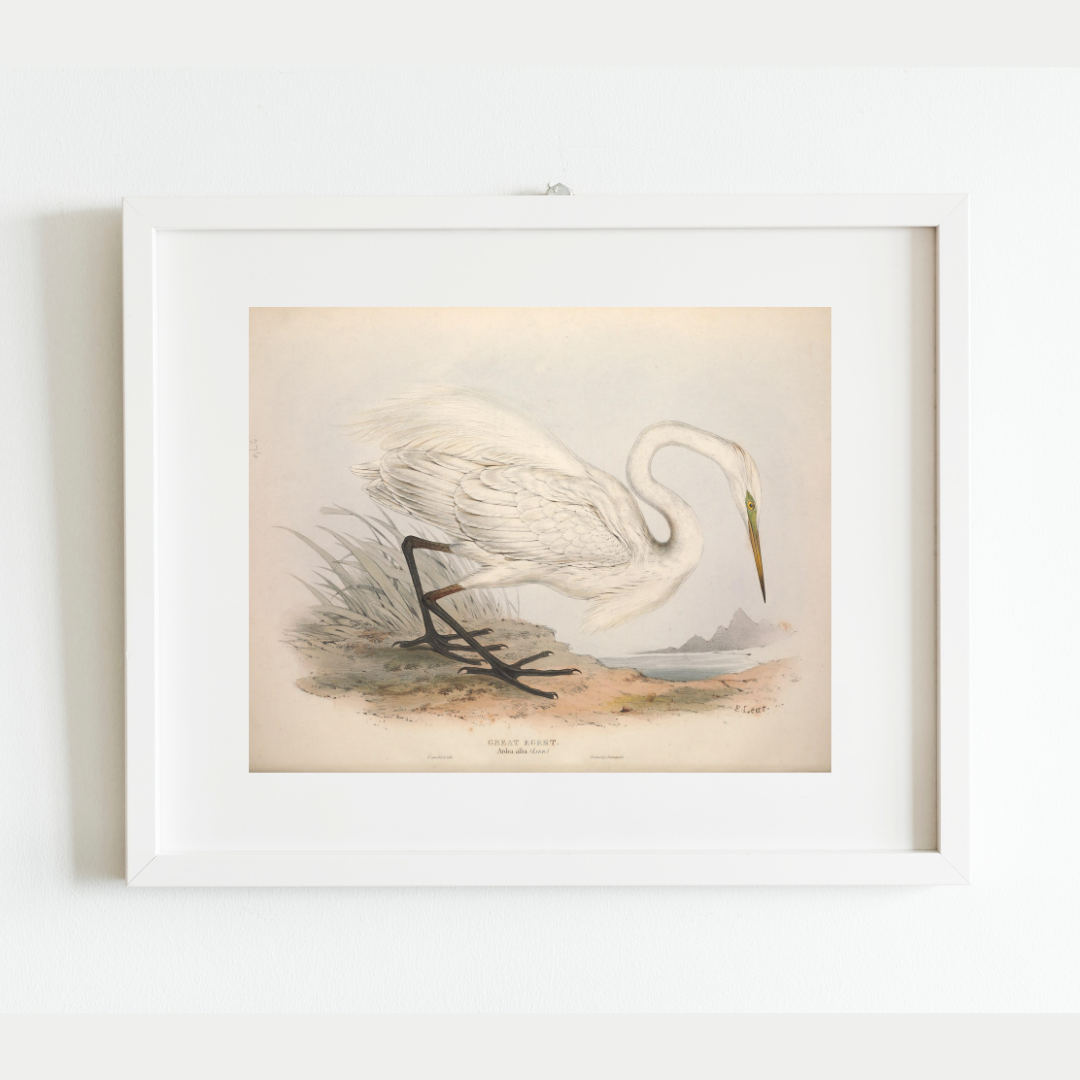 European Egret (Heron) Antique Art Print