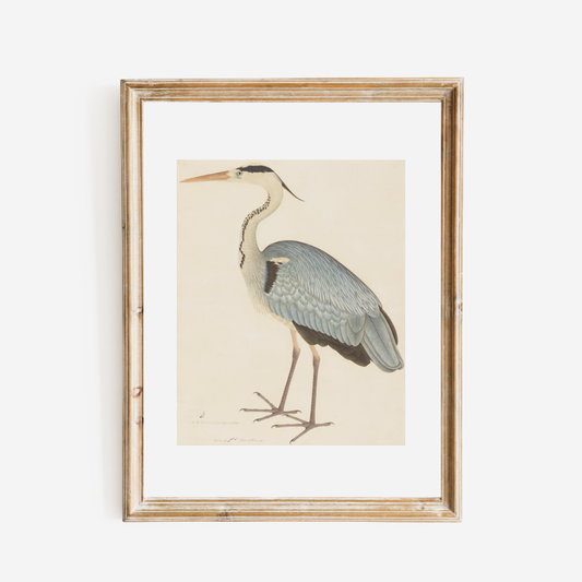 Grey Heron Art Print