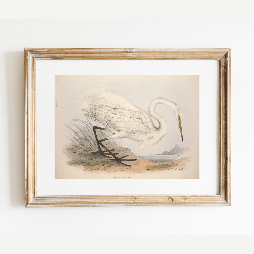 European Egret (Heron) Antique Art Print