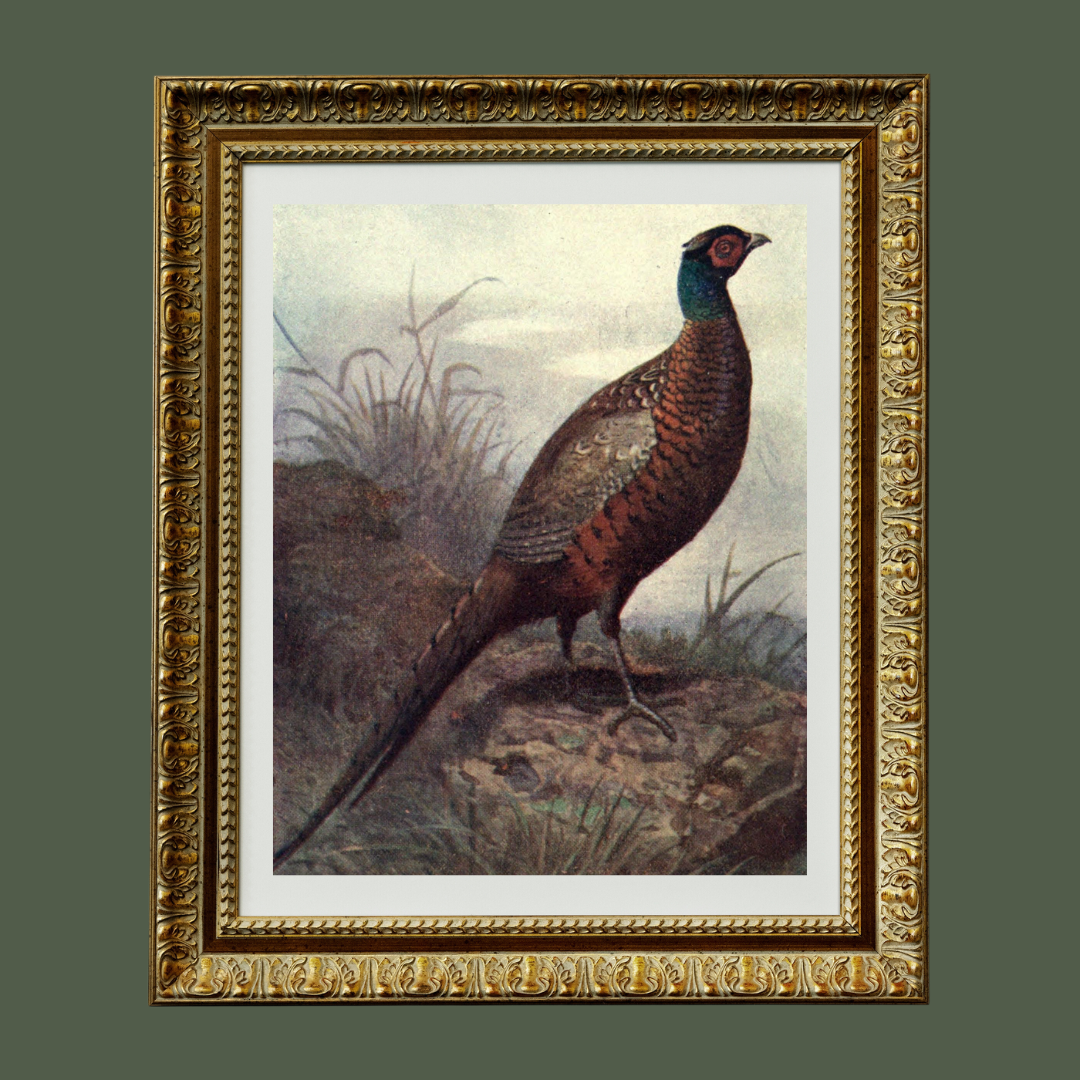 Wild Pheasant Antique Print