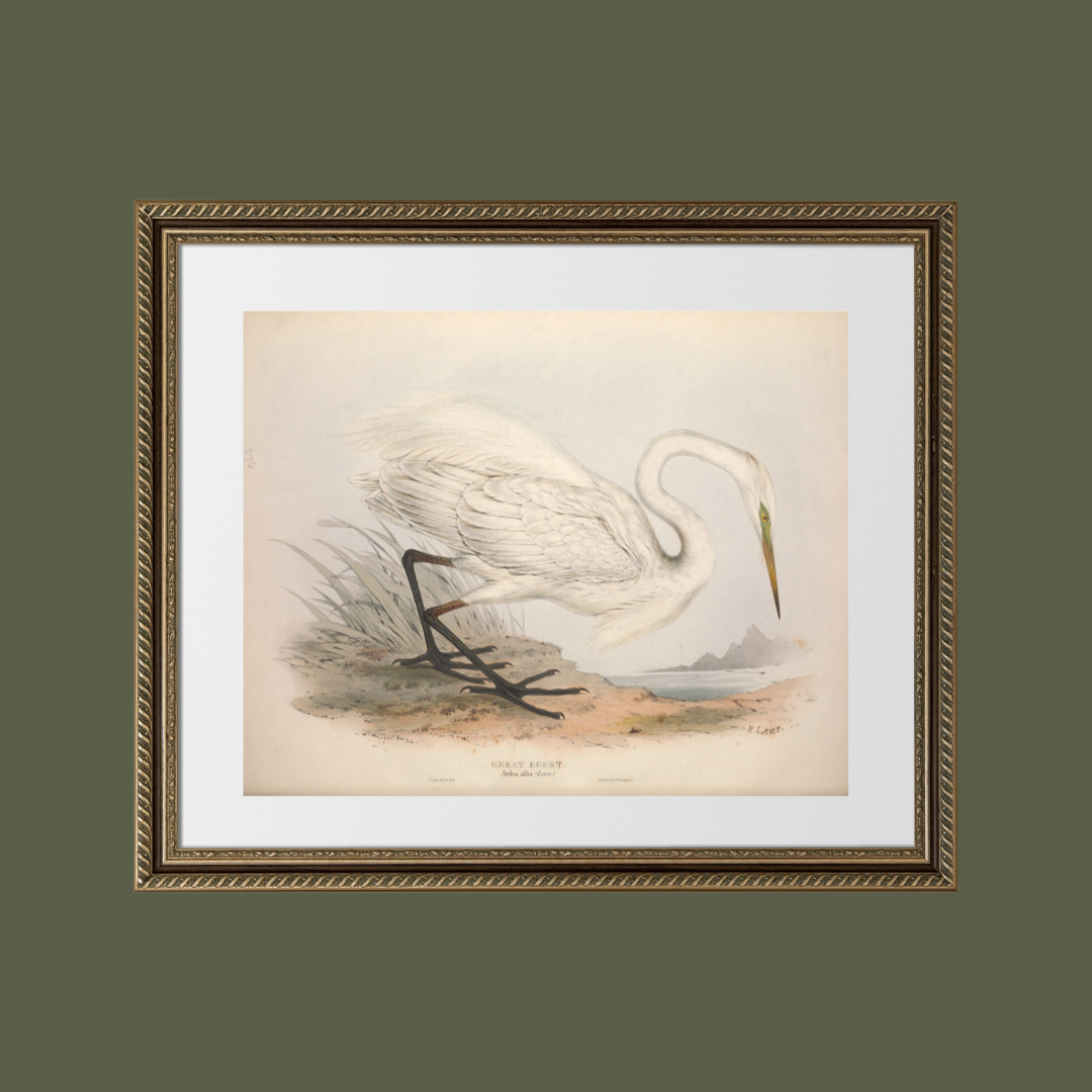 European Egret (Heron) Antique Art Print