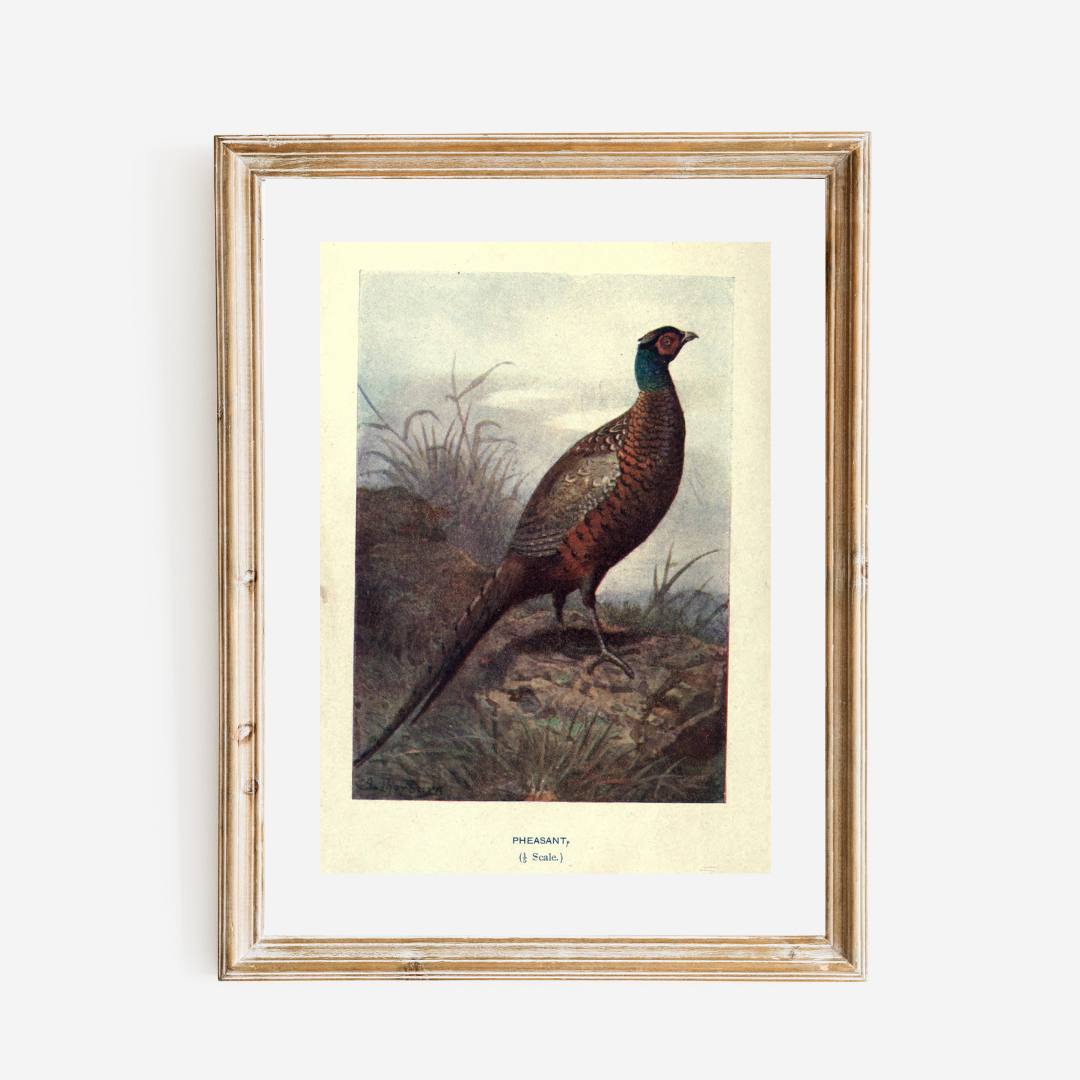 Wild Pheasant Antique Print