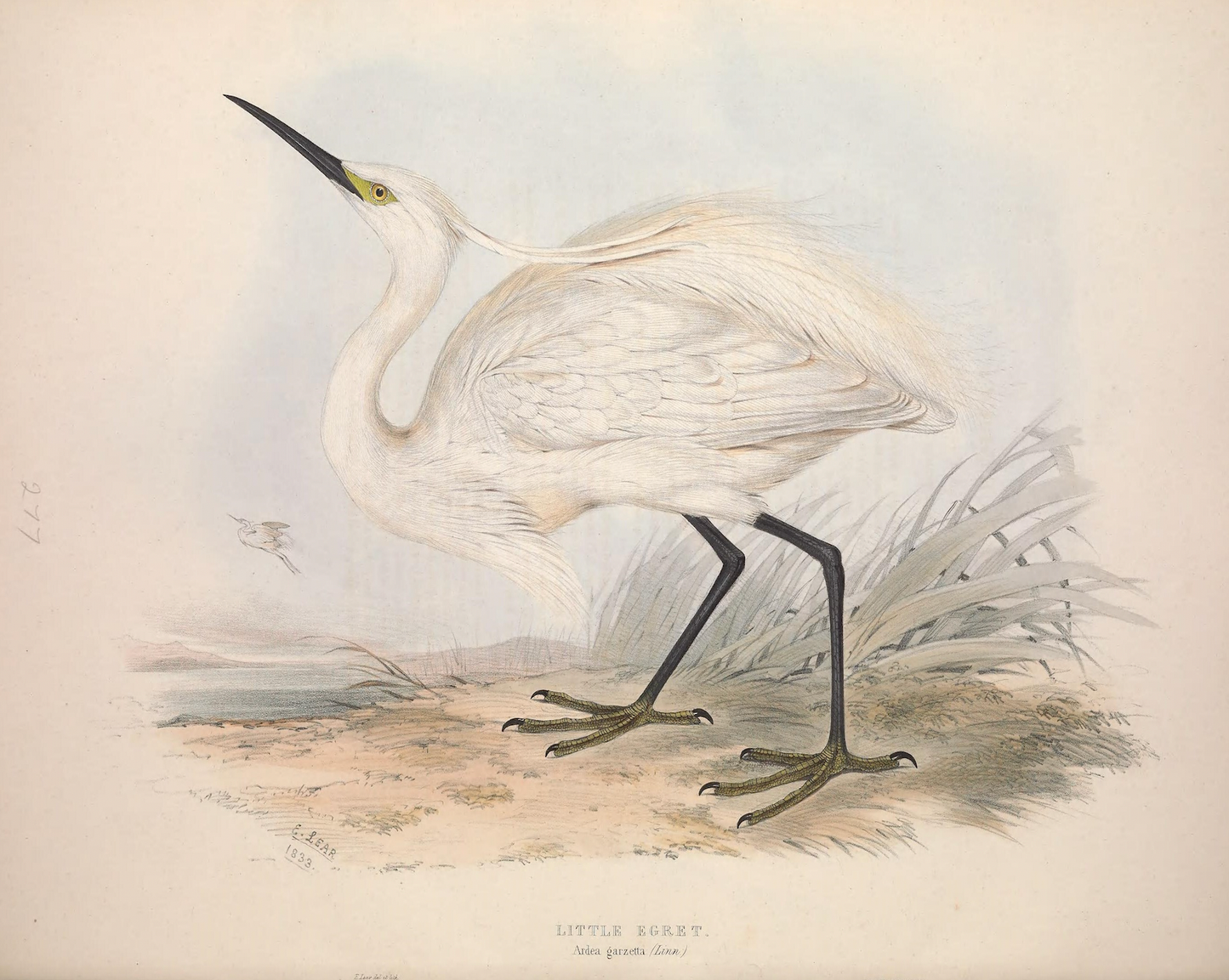 European Egret (Heron) II Antique Art Print