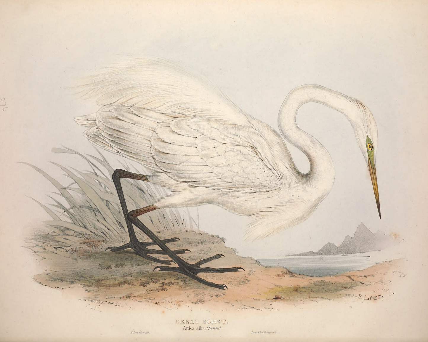 European Egret (Heron) Antique Art Print