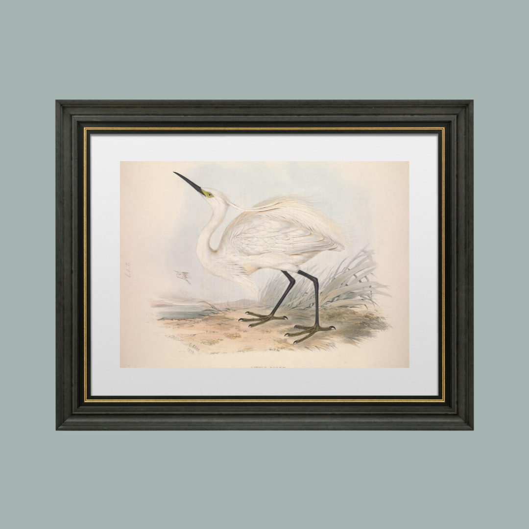 European Egret (Heron) II Antique Art Print