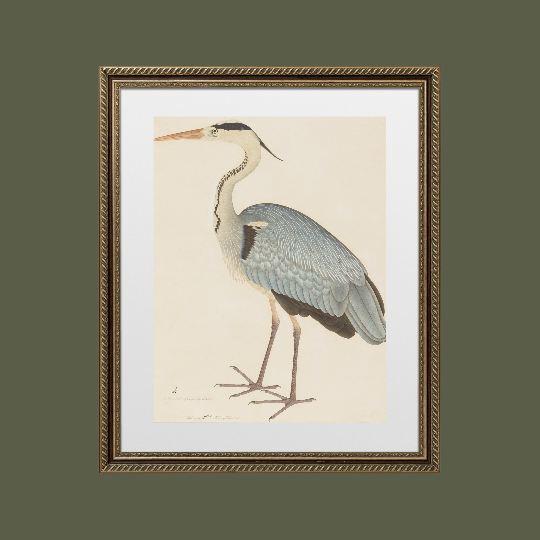 Grey Heron Art Print