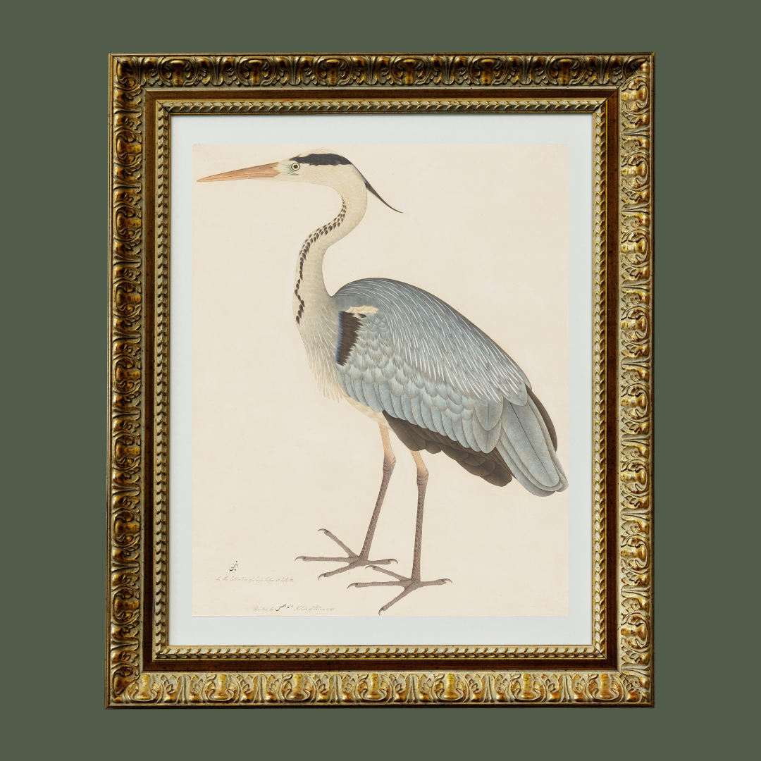 Grey Heron Art Print